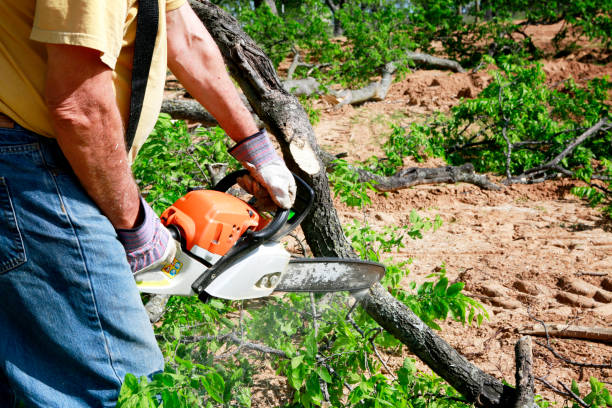 Tree Removal for Businesses in Fortuna, CA